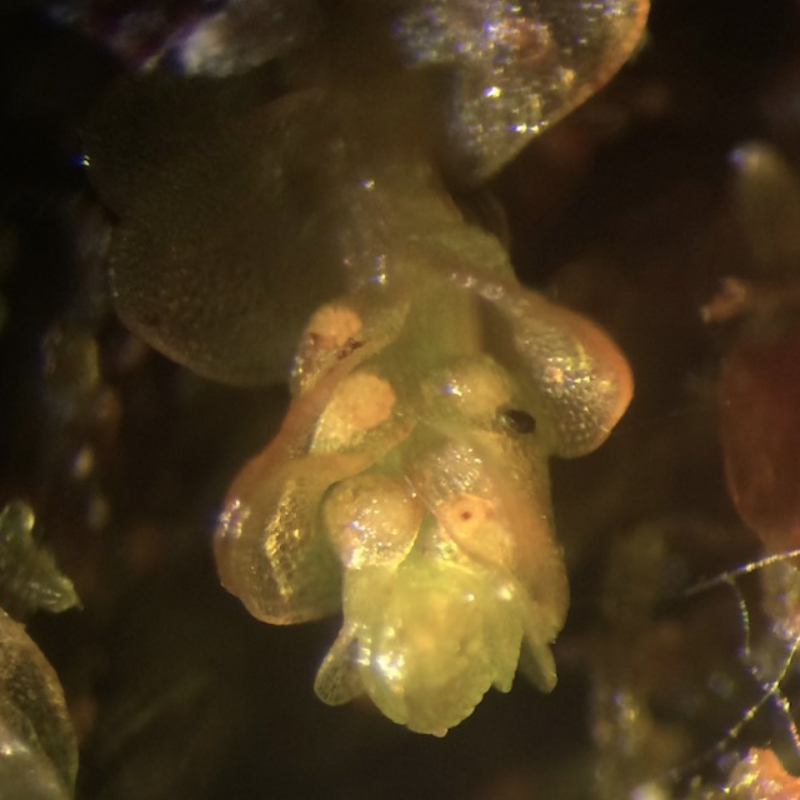 Mylia anomala